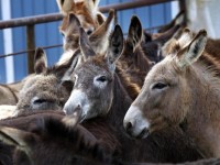 Beauty of the Beast – Lahore’s First Beauty Contest for DONKEYS