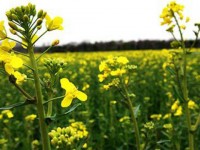 Self-sufficing in Oilseed Crops Production:  A Need of the Day