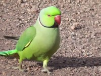 India: Parrot accused of bullying