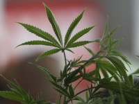 Australia Wants to Legalize Marijuana Growth for Medical Research