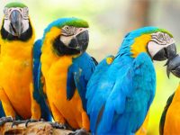 Parrots: More Than Pets