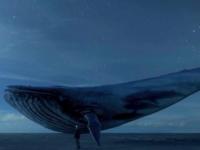 The mystery of the killer “Blue Whale” game